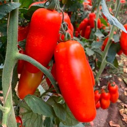 Pomodoro San Marzano D.O.P